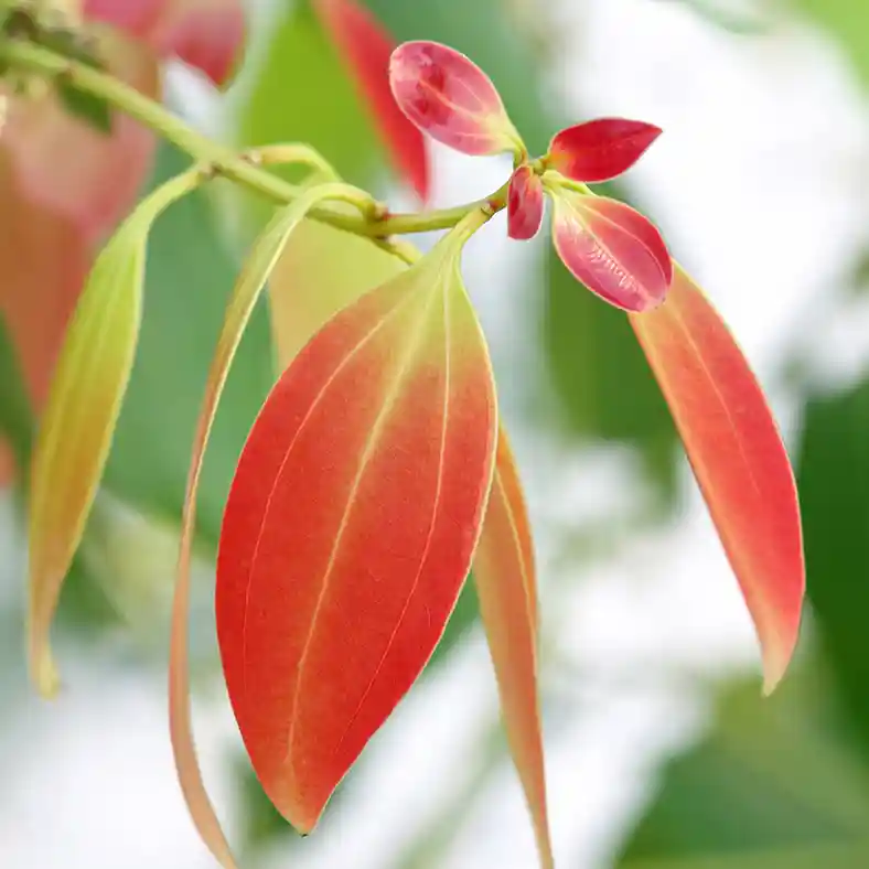 Close up young cinnamon leaves