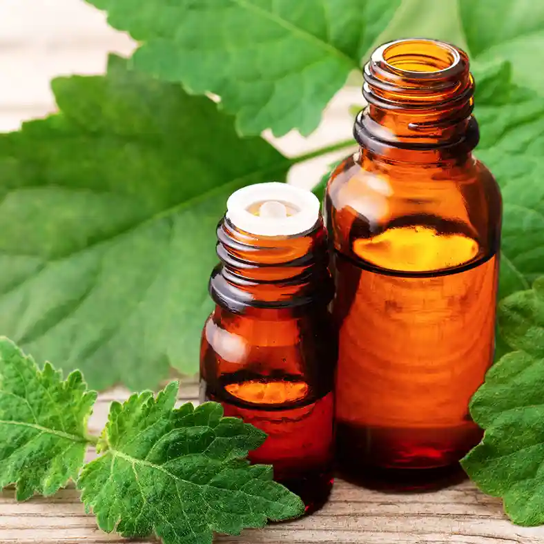 Patchouli leaves with amber glass bottle