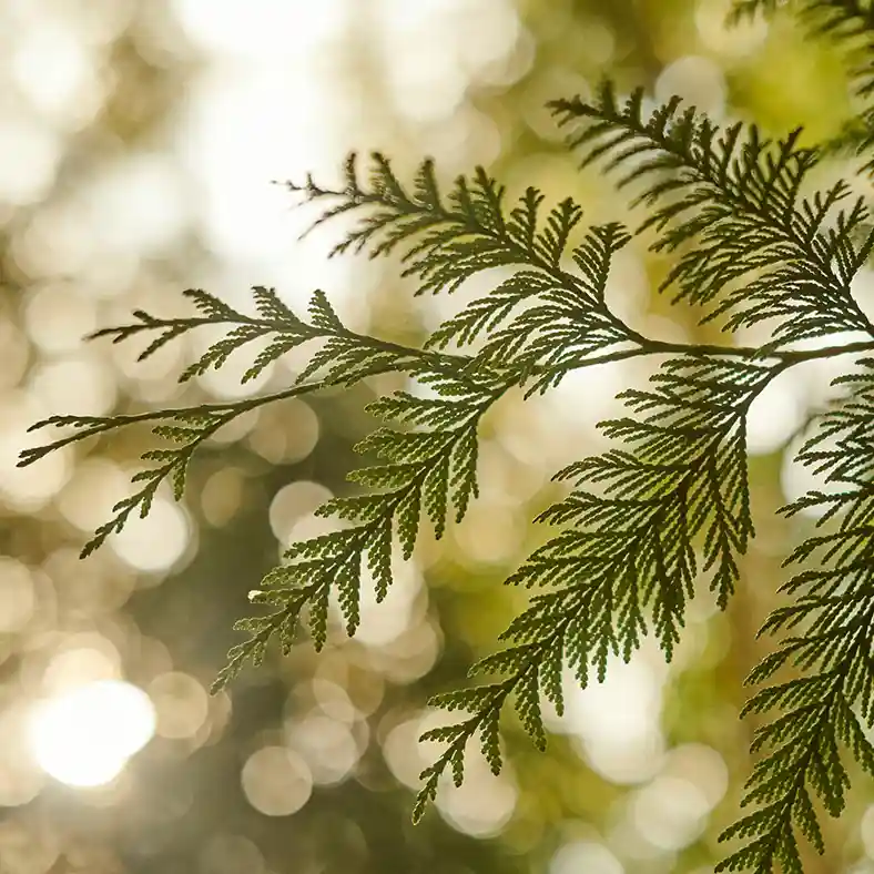 Cedar tree branch close up