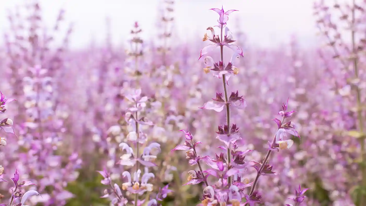 Close up of clary sage flowers